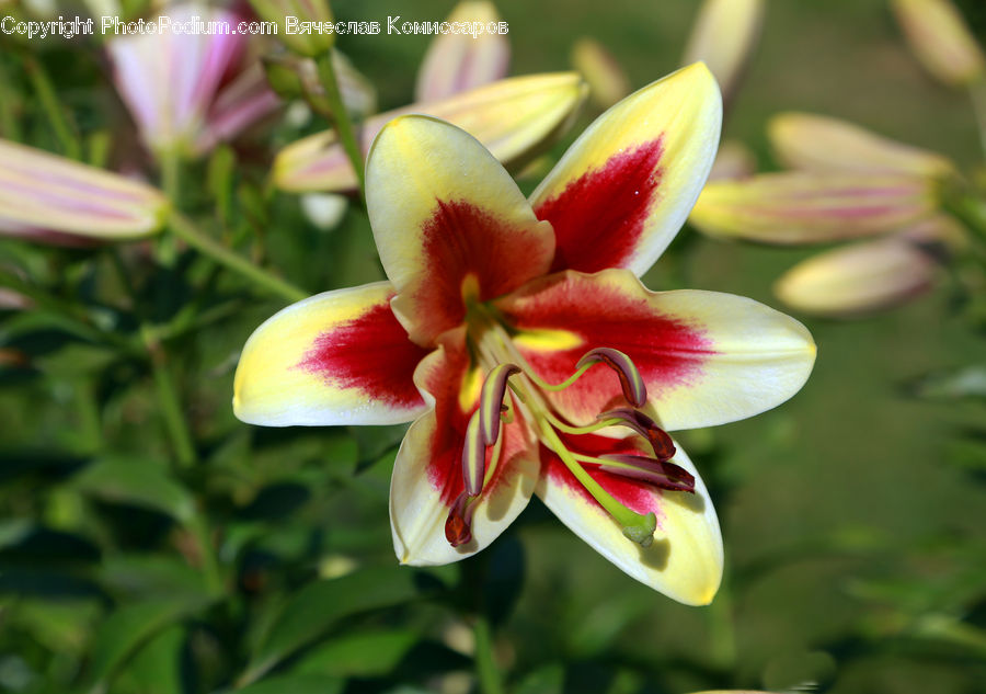 Blossom, Flora, Flower, Geranium, Plant, Gladiolus, Lily