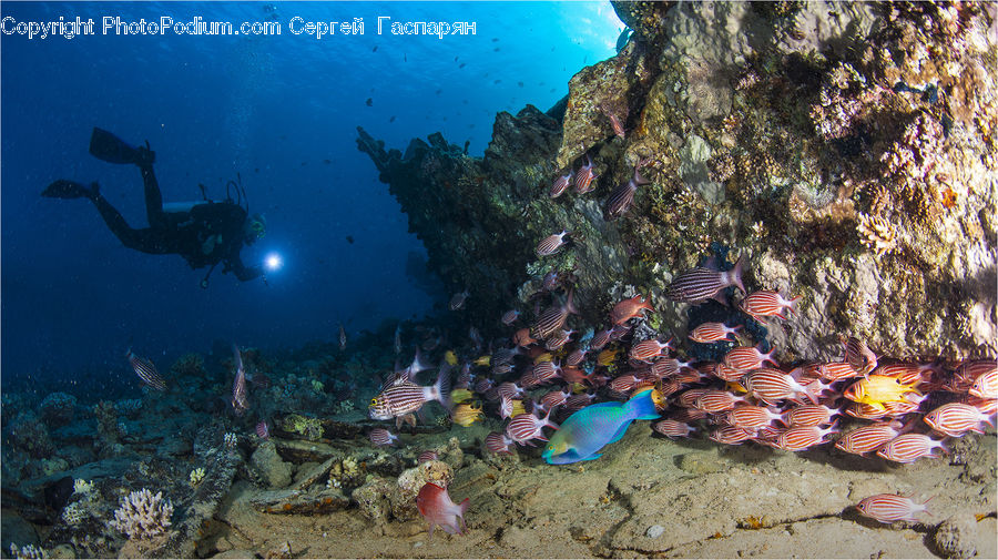 Coral Reef, Outdoors, Reef, Sea, Sea Life, Water, Diver
