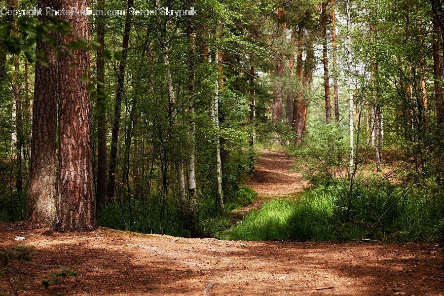 Forest, Vegetation, Dirt Road, Gravel, Road, Grove, Land