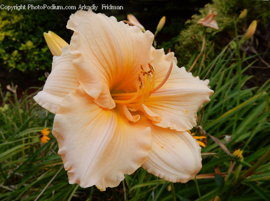 Flora, Flower, Gladiolus, Plant, Hibiscus, Poppy, Cosmos