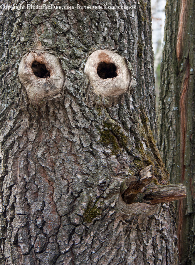 Tree Trunk