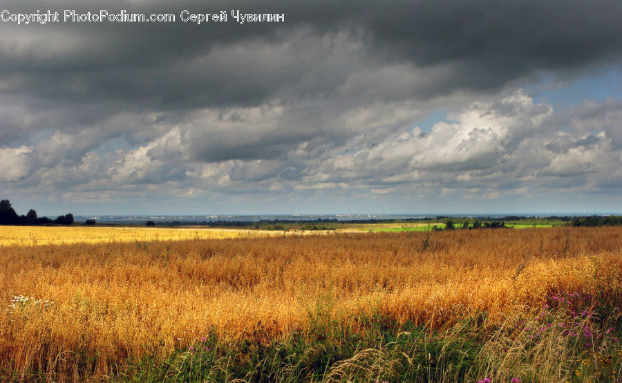 Grain, Wheat, Field, Grass, Grassland, Land, Outdoors