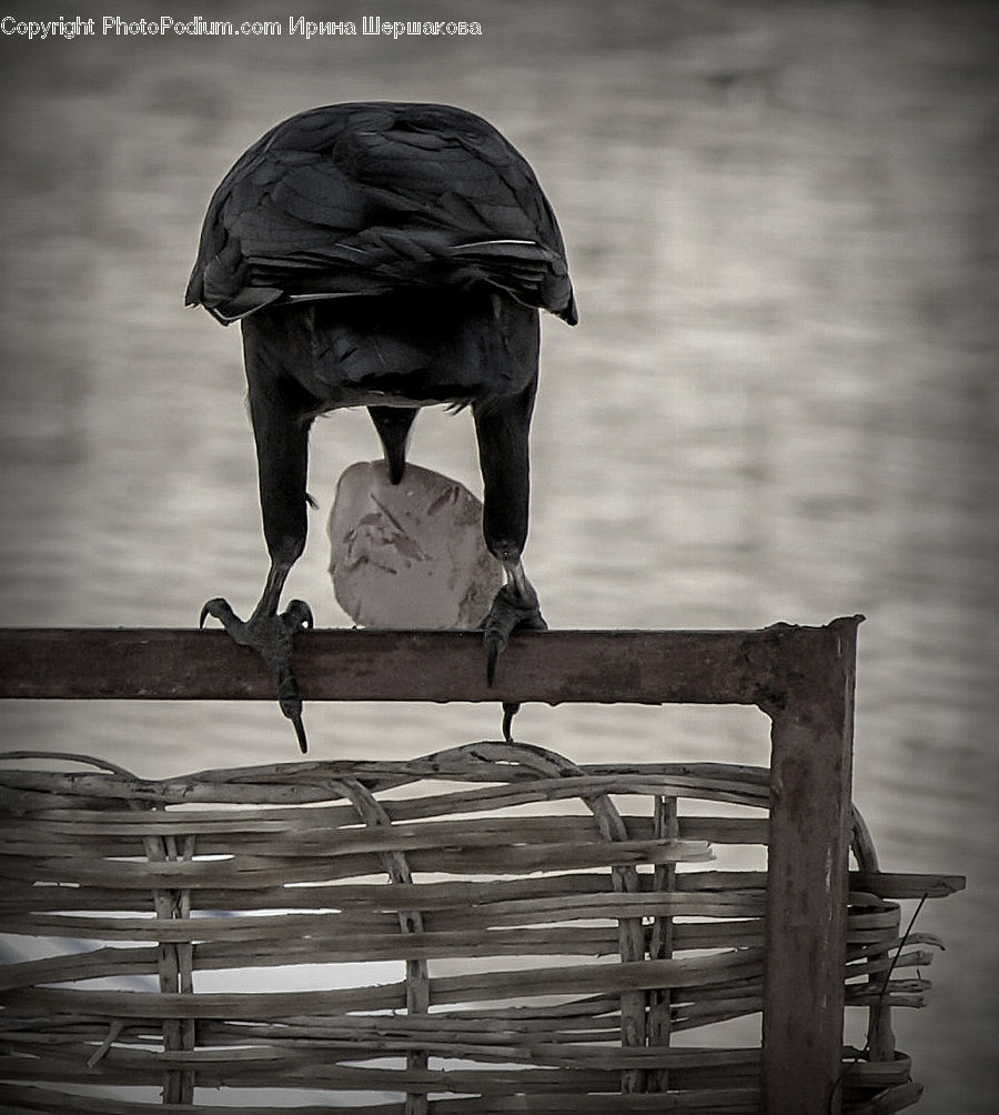 People, Person, Human, Chair, Furniture, Bird, Blackbird