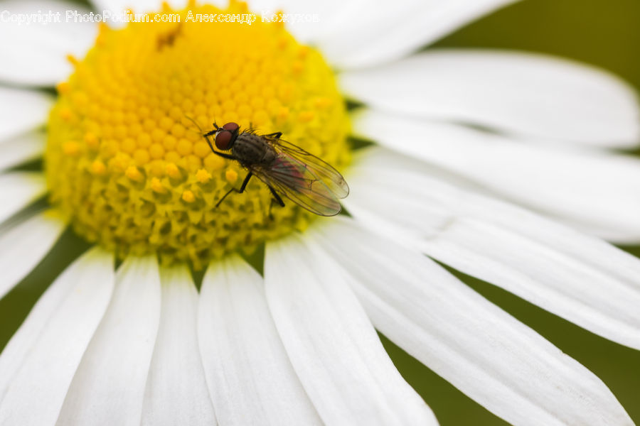 Bee, Insect, Invertebrate, Daisies, Daisy, Flower, Plant