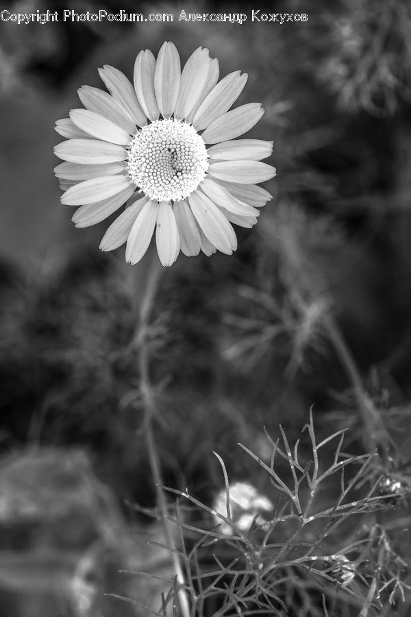 Asteraceae, Blossom, Flora, Flower, Plant, Aster, Daisies