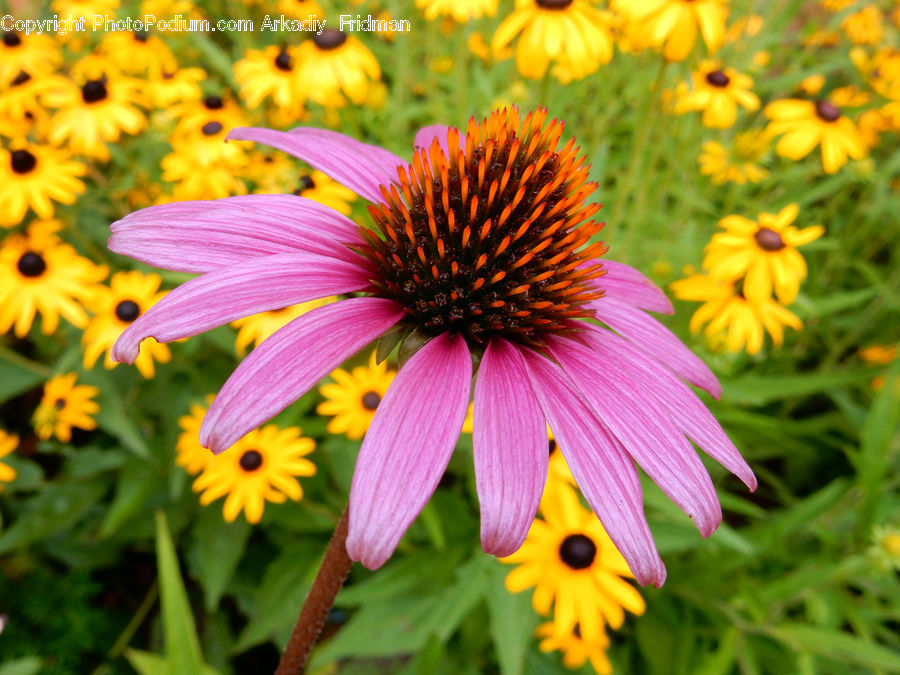 Blossom, Flora, Flower, Petal, Plant, Pollen, Daisies