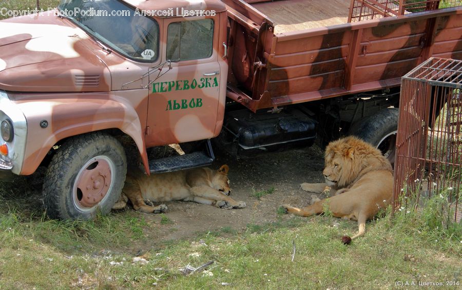Car, Offroad, Bulldozer, Tractor, Vehicle, Animal, Zoo