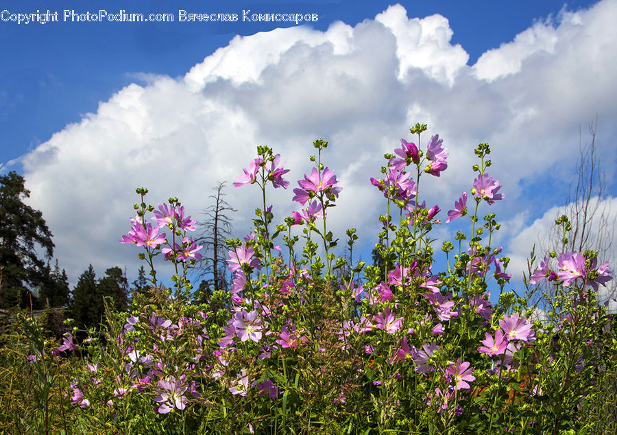 Cosmos, Blossom, Flora, Flower, Plant, Crocus, Aster