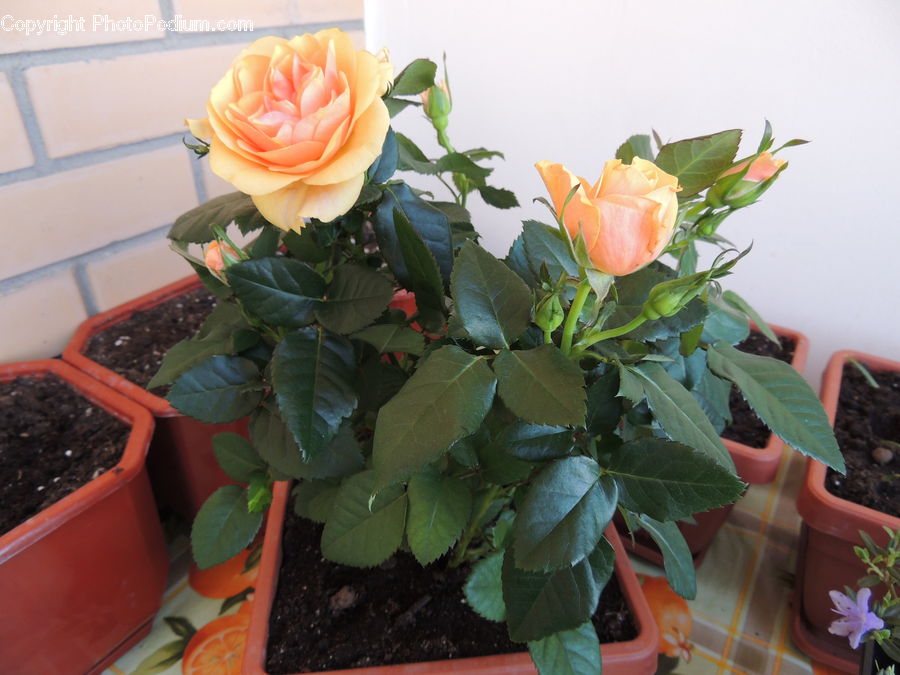 Blossom, Flower, Plant, Rose, Potted Plant, Floral Design, Flower Arrangement
