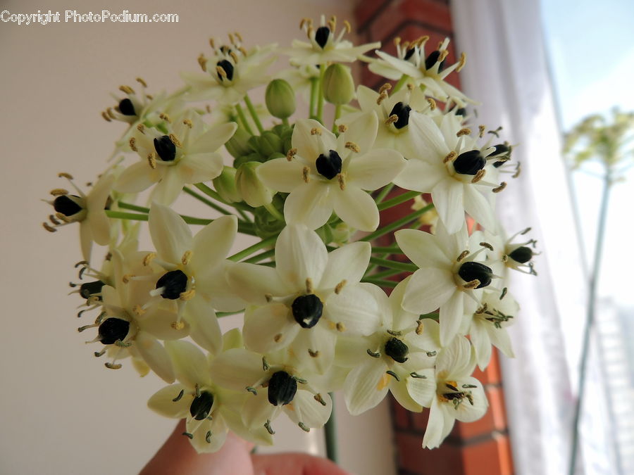 Blossom, Flora, Flower, Plant, Flower Arrangement, Flower Bouquet, Floral Design