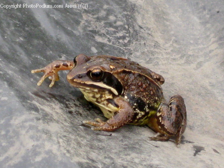 Amphibian, Frog, Wildlife
