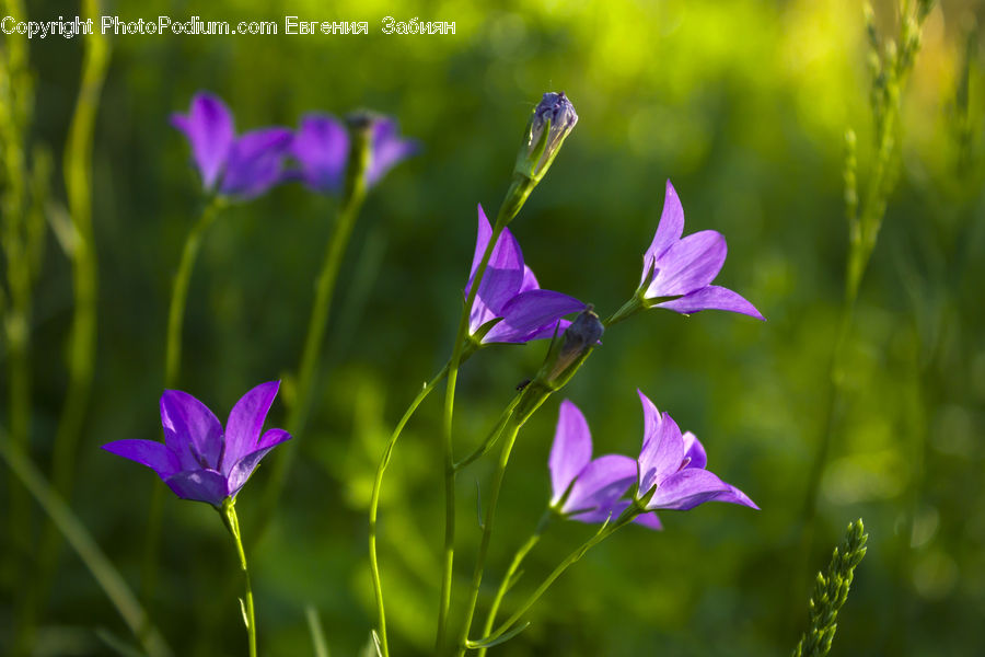 Blossom, Crocus, Flora, Flower, Plant, Geranium, Gladiolus