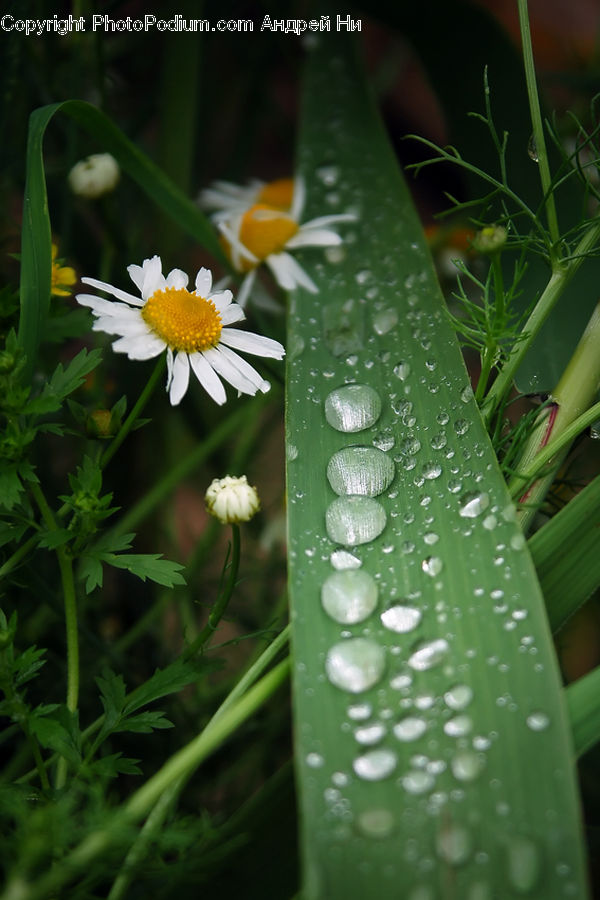 Plant, Flower, Lupin, Blossom, Flora, Daisies, Daisy