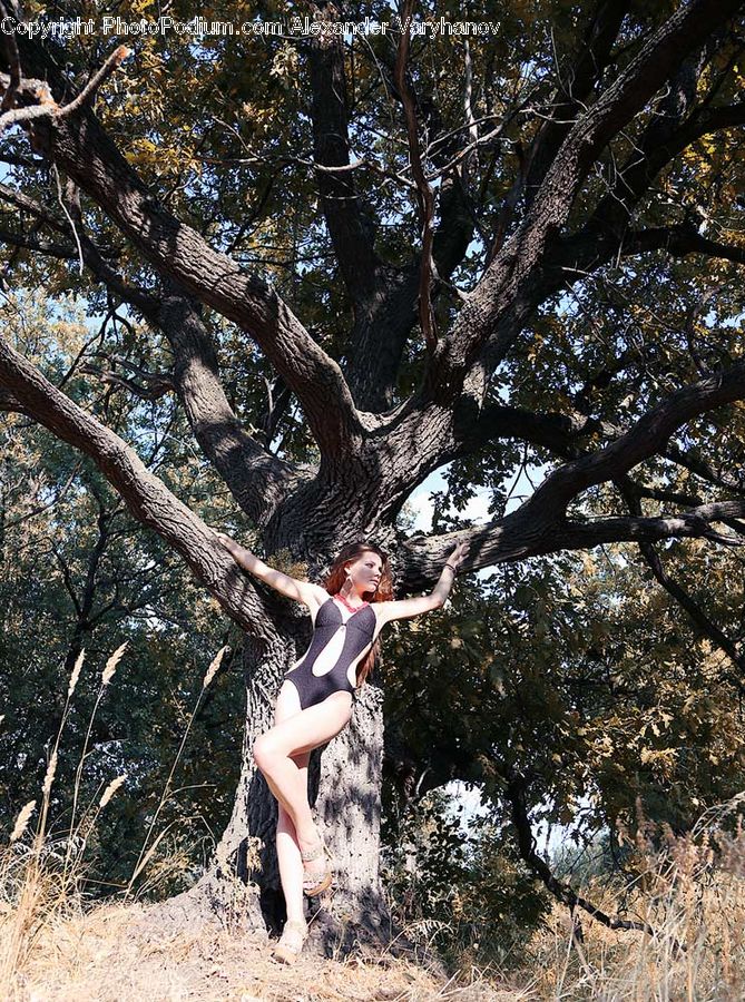 Oak, Tree, Wood, Outdoors, Female, Person, Plant