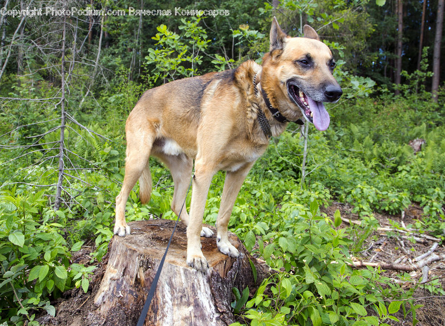 Herbal, Herbs, Plant, Planter, Animal, Canine, Dog