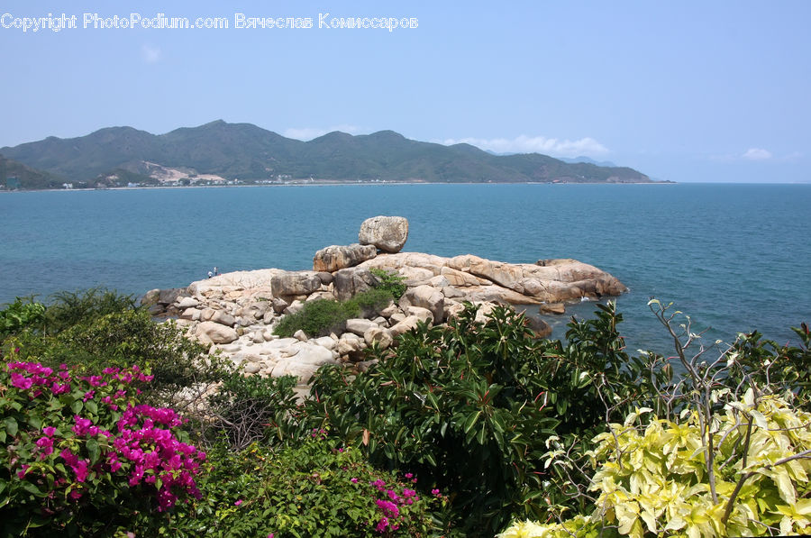 Promontory, Coast, Outdoors, Sea, Water, Apiaceae, Blossom