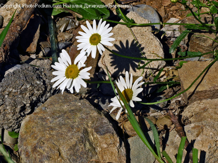 Asteraceae, Blossom, Flora, Flower, Plant, Daisies, Daisy