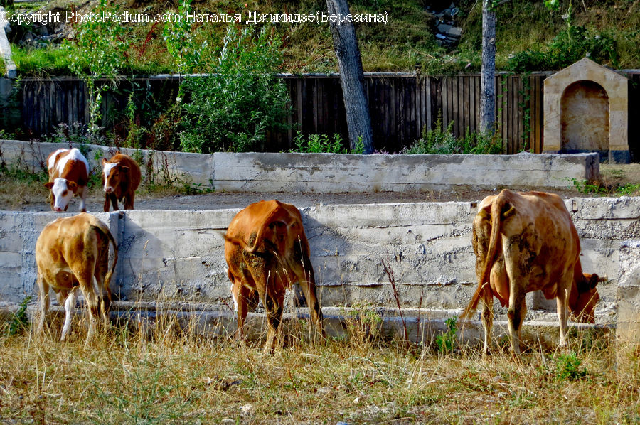 Animal, Cattle, Cow, Dairy Cow, Mammal, Countryside, Farm