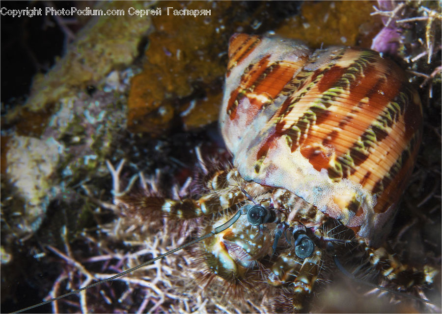Mammal, Sea Life, Seahorse, Arachnid, Garden Spider, Insect, Invertebrate
