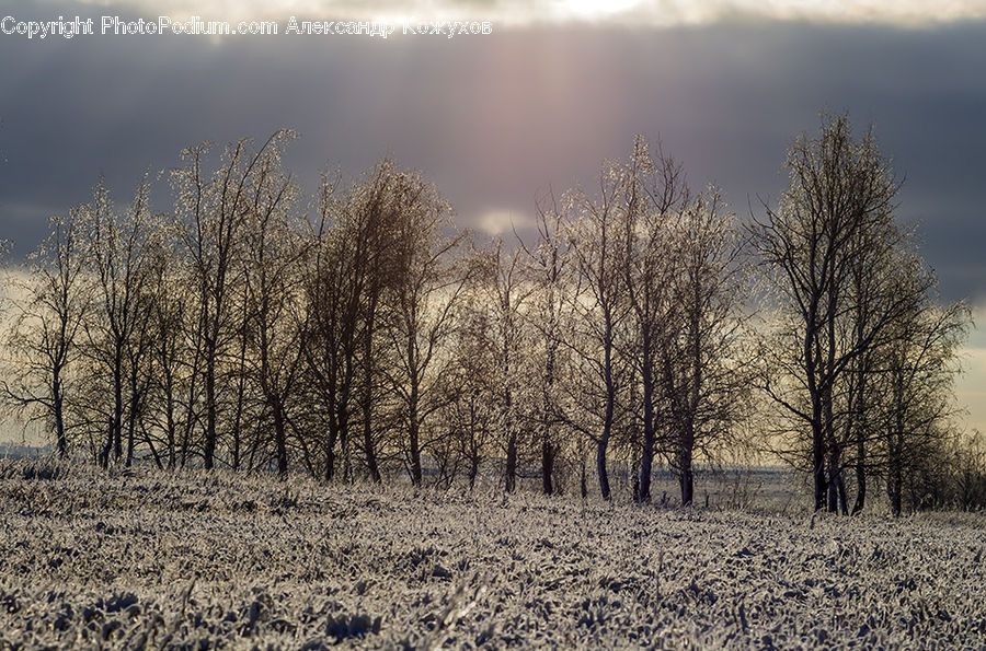 Frost, Ice, Outdoors, Snow, Dirt Road, Gravel, Road