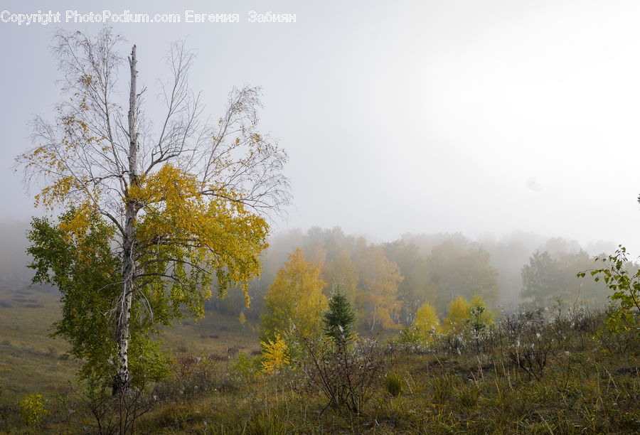 Fog, Mist, Outdoors, Dawn, Dusk, Sky, Sunrise