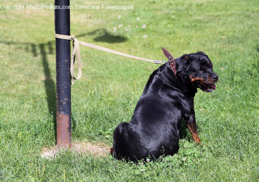 Animal, Canine, Dog, Labrador Retriever, Mammal, Pet, Angus
