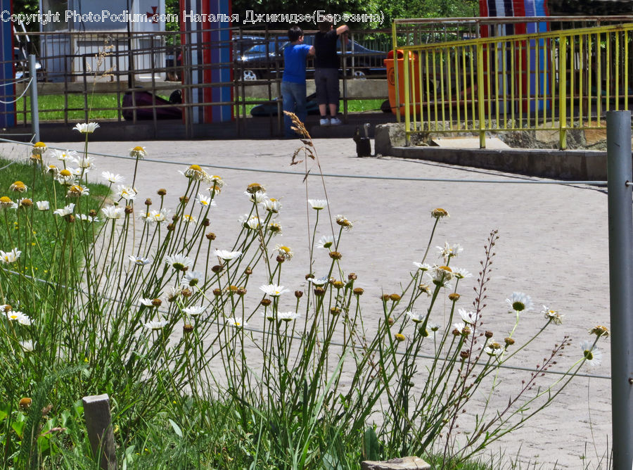 Herbal, Herbs, Plant, Planter, Field, Grass, Grassland