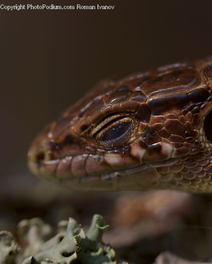 Anaconda, Reptile, Rock Python, Snake, Amphibian, Frog, Wildlife