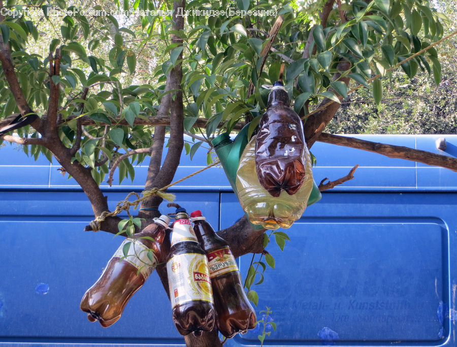 Bottle, Beverage, Drink, Alcohol, Plant, Potted Plant, Beer