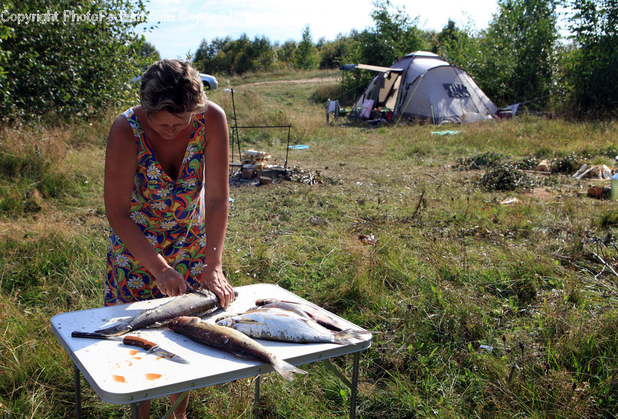 People, Person, Human, Tent, Camping, Bonito, Coho