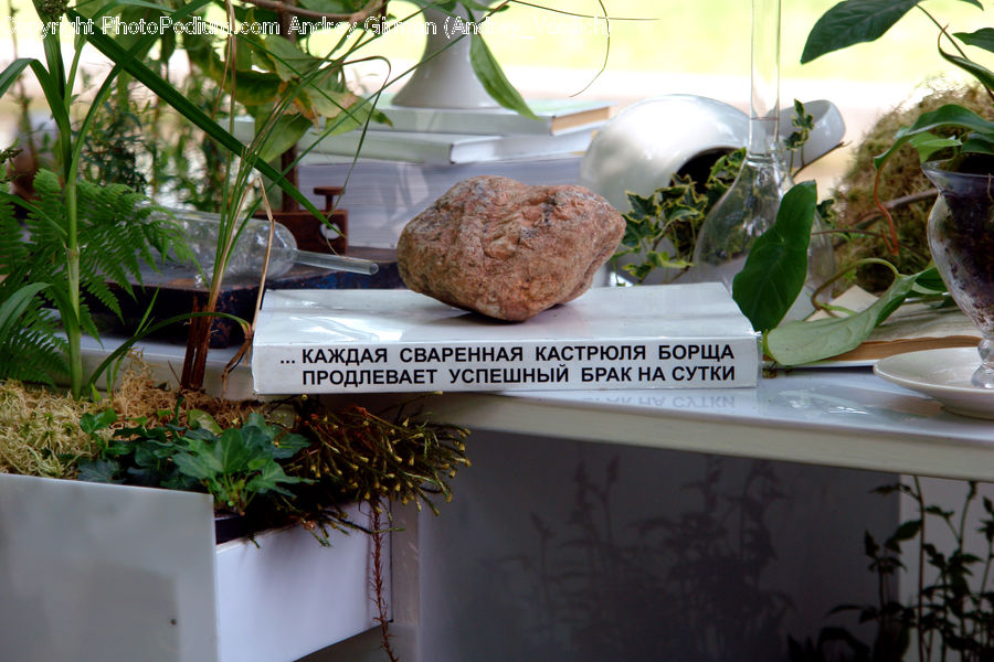 Plant, Potted Plant, Dill, Soil, Backyard, Yard, Herbal