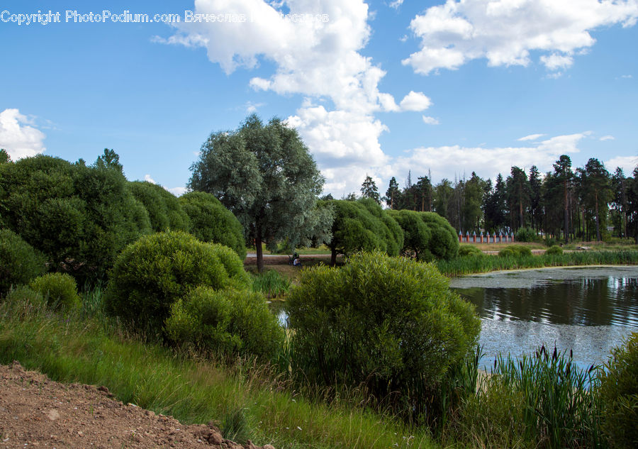 Conifer, Fir, Plant, Tree, Outdoors, Pond, Water
