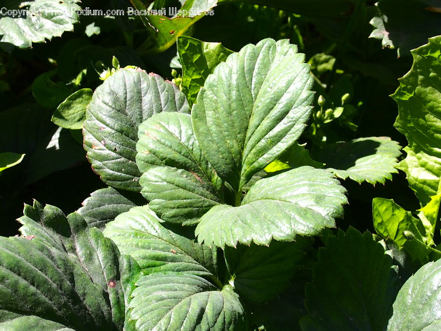Fern, Plant, Cabbage, Produce, Vegetable, Blossom, Flora