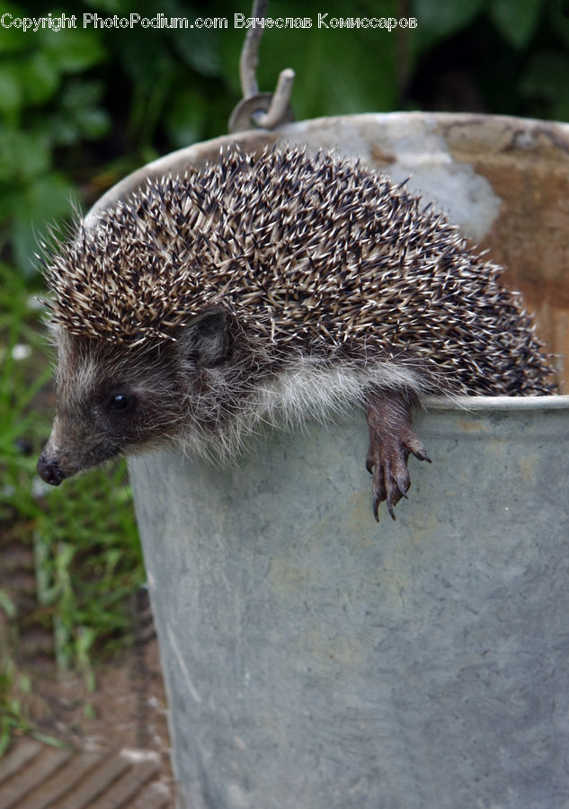 Animal, Hedgehog, Mammal, Porcupine, Rodent