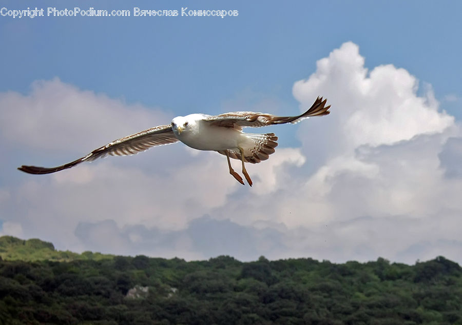 Bird, Seagull, Booby, Albatross, Crane Bird, Heron