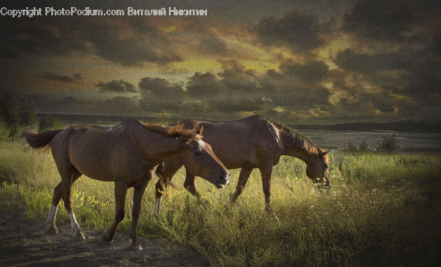 Animal, Horse, Mammal, Colt Horse, Foal, Countryside, Grassland