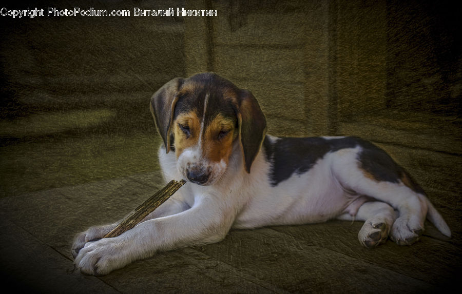 Animal, Beagle, Canine, Dog, Hound, Mammal, Pet