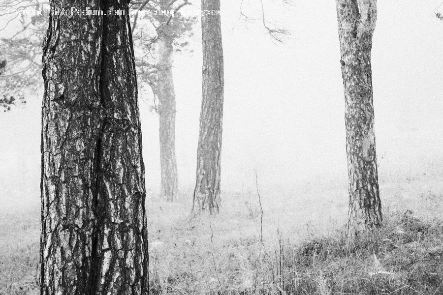 Forest, Vegetation, Birch, Tree, Wood, Plant, Grove