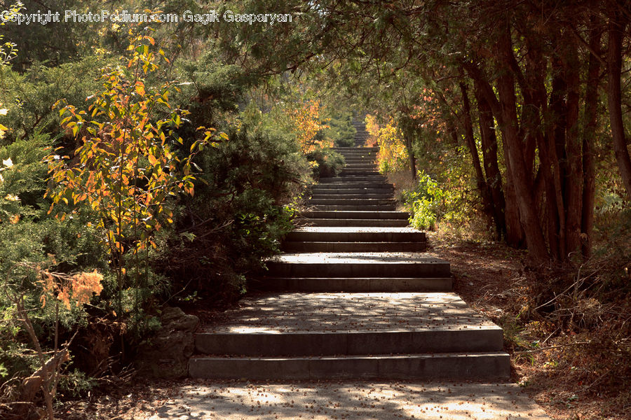 Bench, Path, Road, Walkway, Conifer, Fir, Plant