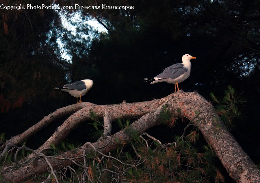 Bird, Seagull, Crane Bird, Heron, Booby, Stork, Bush