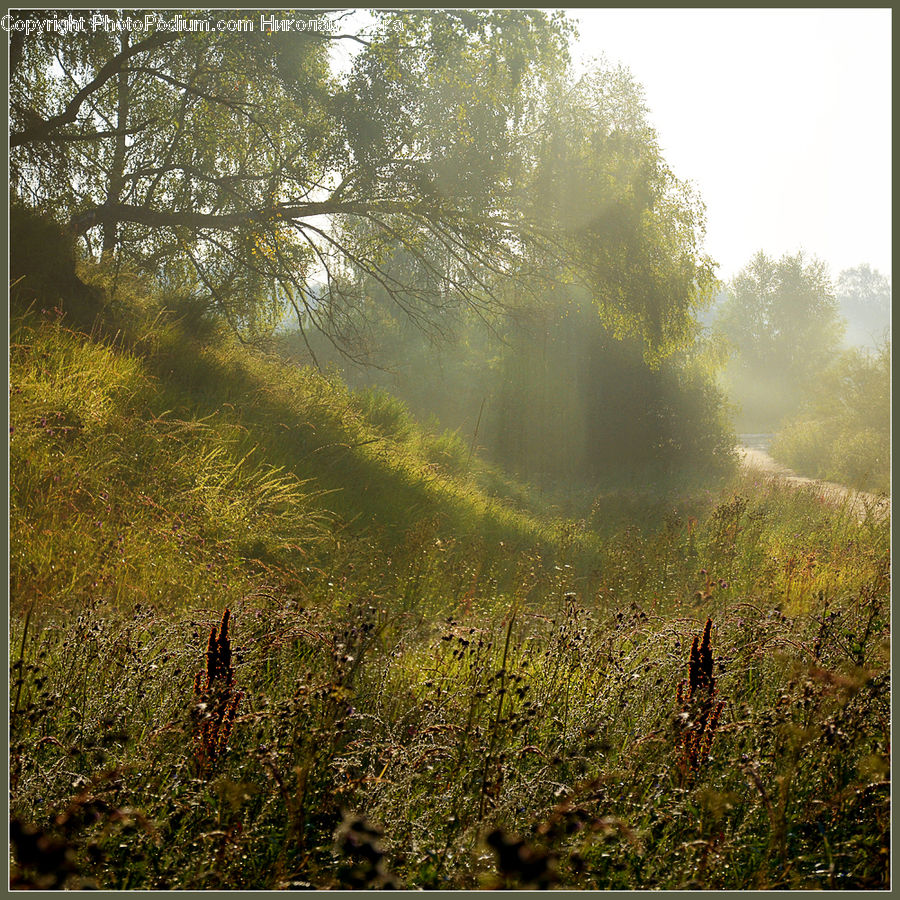 Fog, Mist, Outdoors, Field, Grass, Grassland, Plant