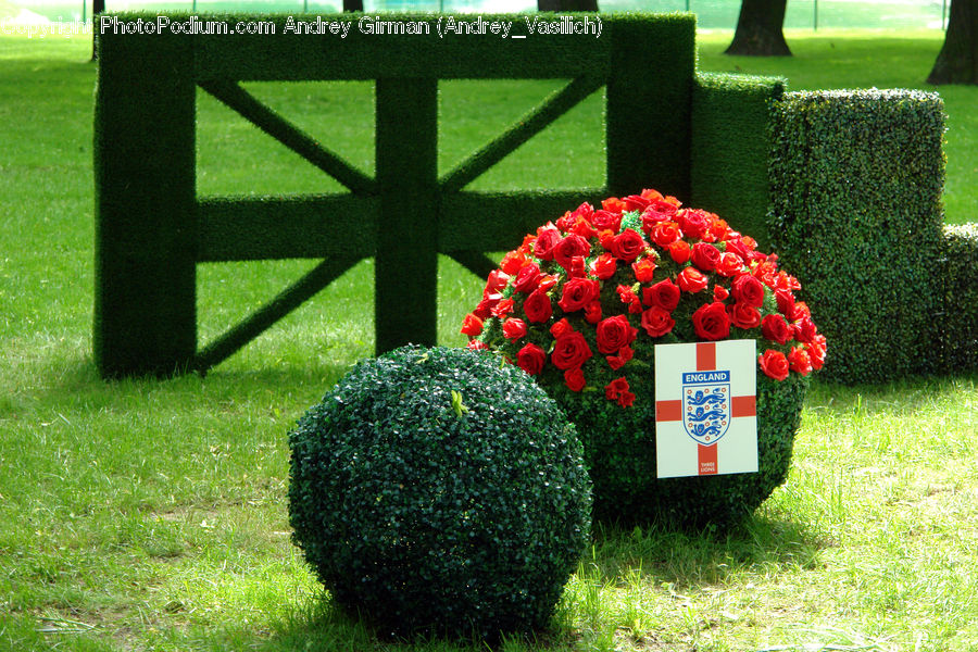 Blossom, Flower, Plant, Rose, Bush, Vegetation, Fence