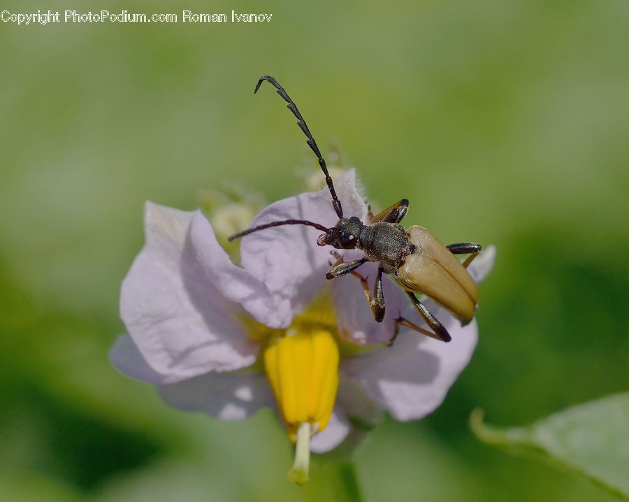 Insect, Invertebrate, Bee, Cricket Insect, Grasshopper, Flora, Pollen
