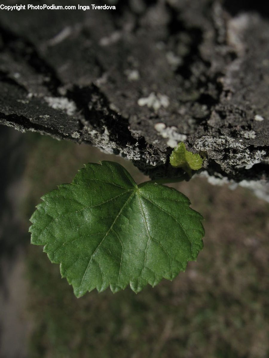 Leaf, Plant, Blossom, Flora, Flower, Geranium, Soil