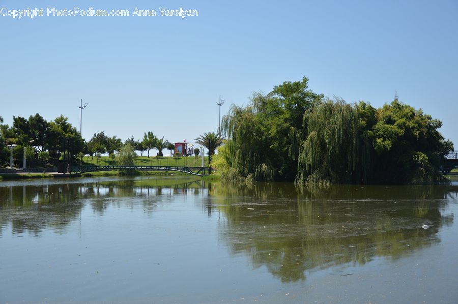 Outdoors, Pond, Water, Land, Marsh, Swamp, Forest