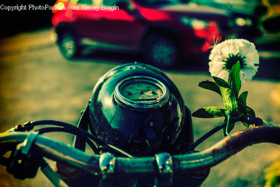 Blossom, Flora, Flower, Geranium, Plant, Buggy, Carriage