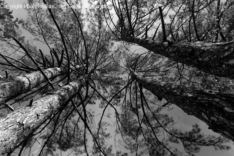 Plant, Tree, Fir, Redwood, Wood, Forest, Vegetation