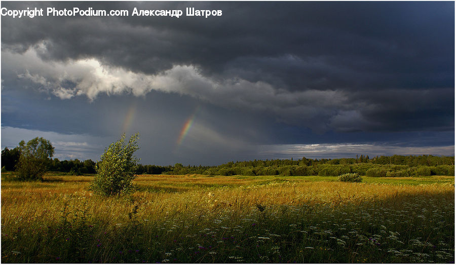 Field, Grass, Grassland, Land, Outdoors, Fence, Hedge