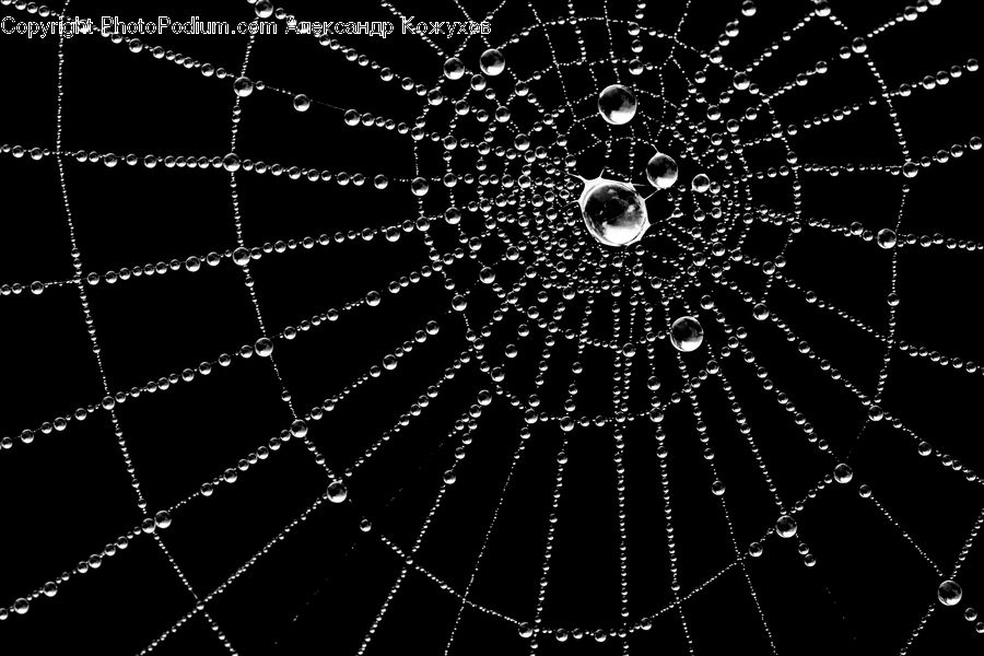 Lighting, Arachnid, Argiope, Garden Spider, Insect, Spider
