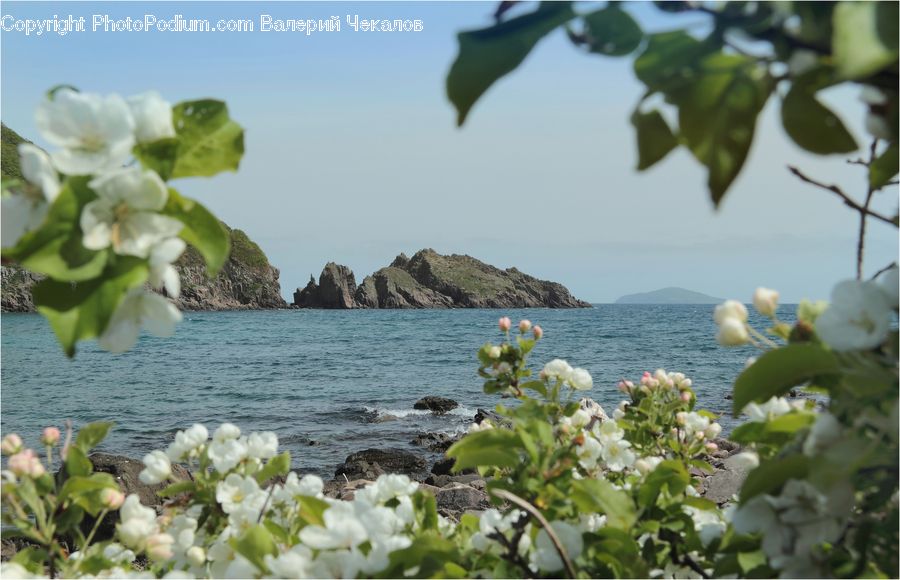 Blossom, Flora, Flower, Plant, Lagoon, Lake, Outdoors